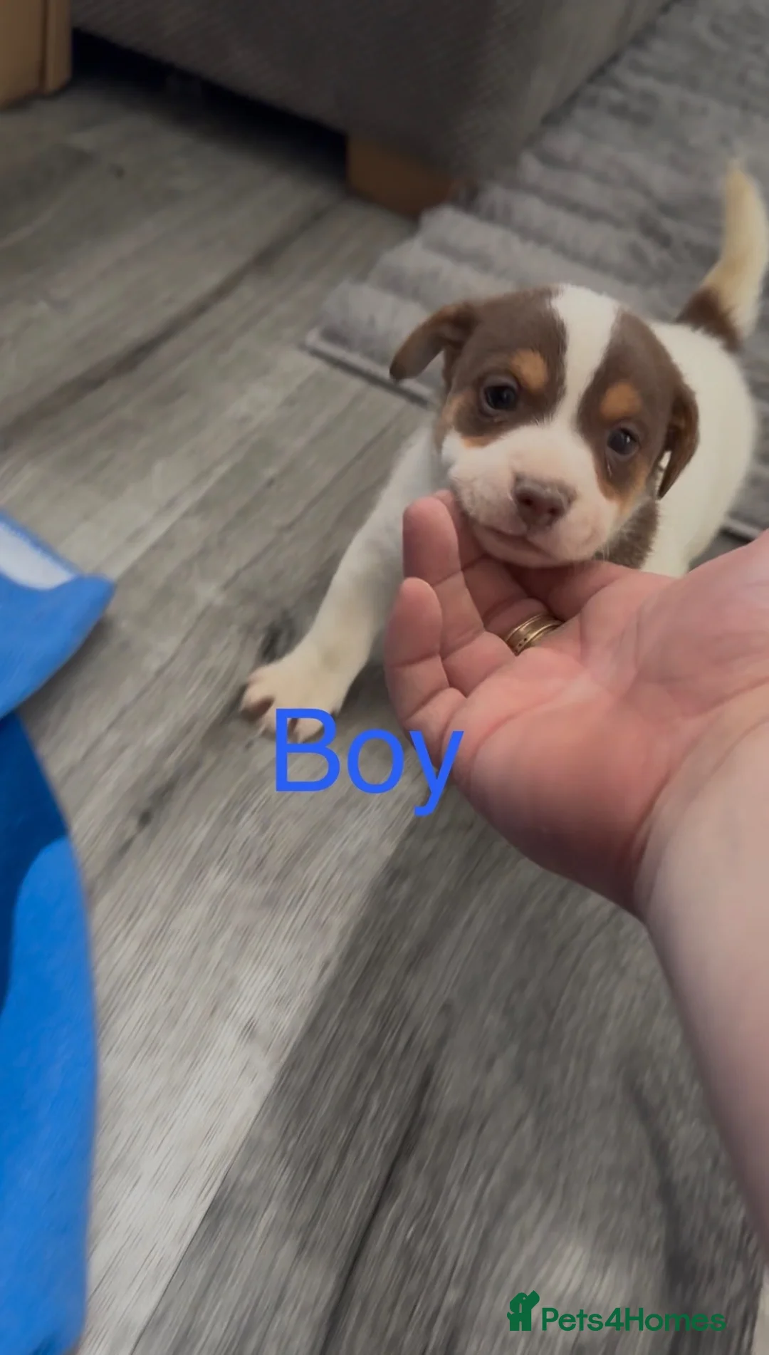 Jack Russell dogs for sale: Jack Russell puppy’s  - Advert 2