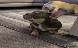 French Bulldog dogs for sale: French bulldog gorgeous girl - Image 5