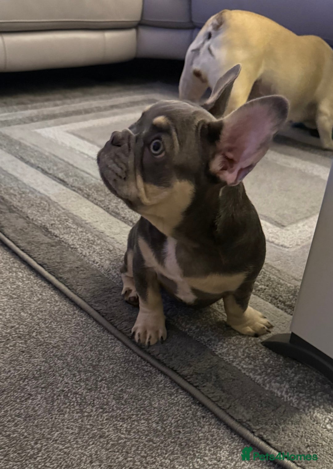 French Bulldog dogs for sale: French bulldog gorgeous girl - Image 5