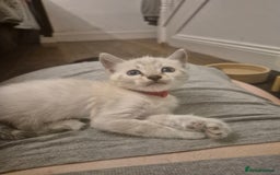 Bengal cats for sale: TICA large/clouded rosettes snow bengal kittens  - Image 12