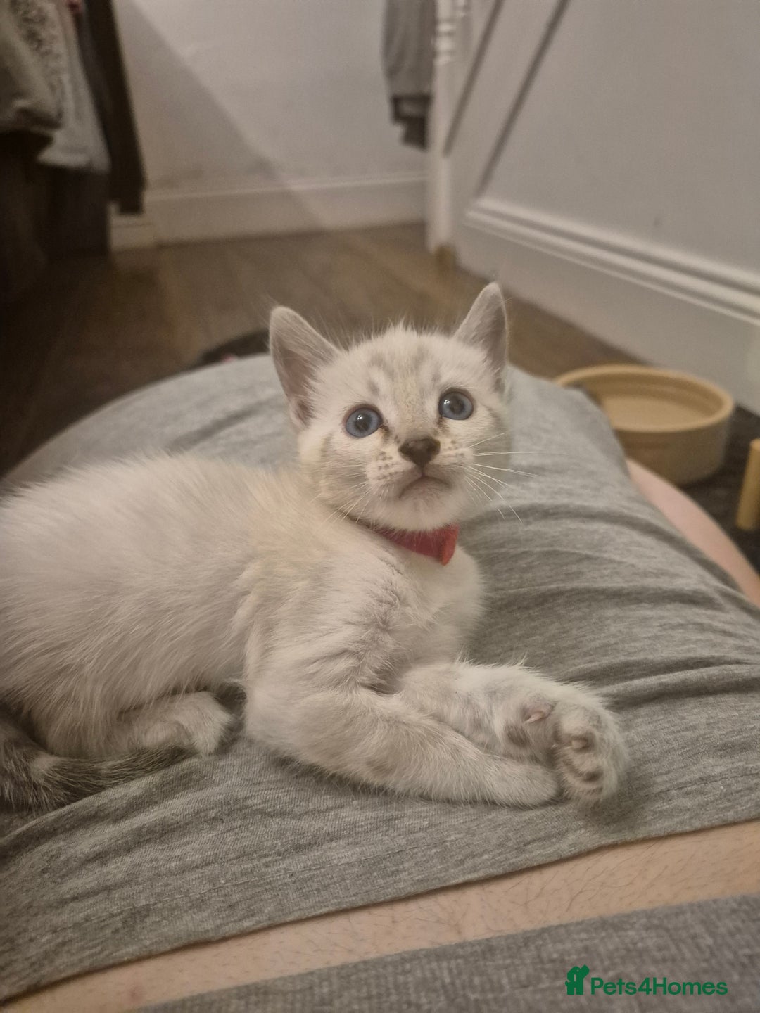 Bengal cats for sale: TICA large/clouded rosettes snow bengal kittens  - Image 12
