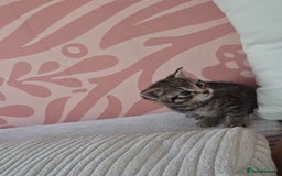 Mixed Breed cats for sale: Mixed kitten - Image 3