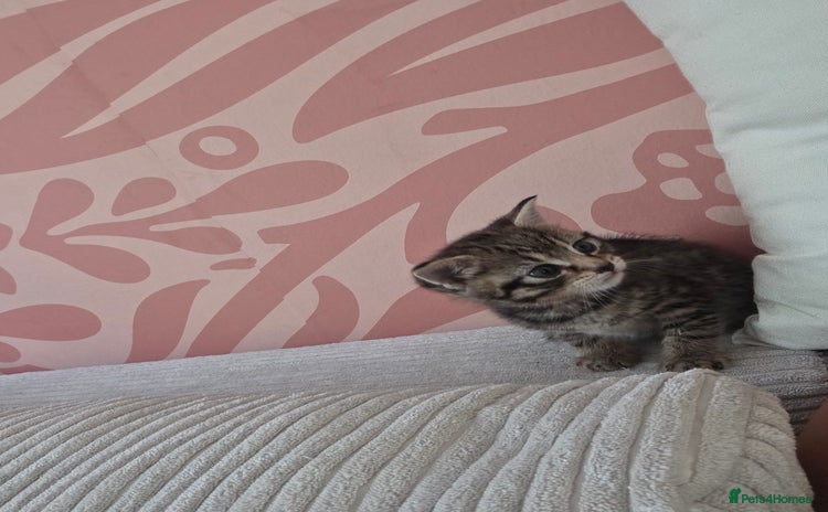 Mixed Breed cats - Advert 5