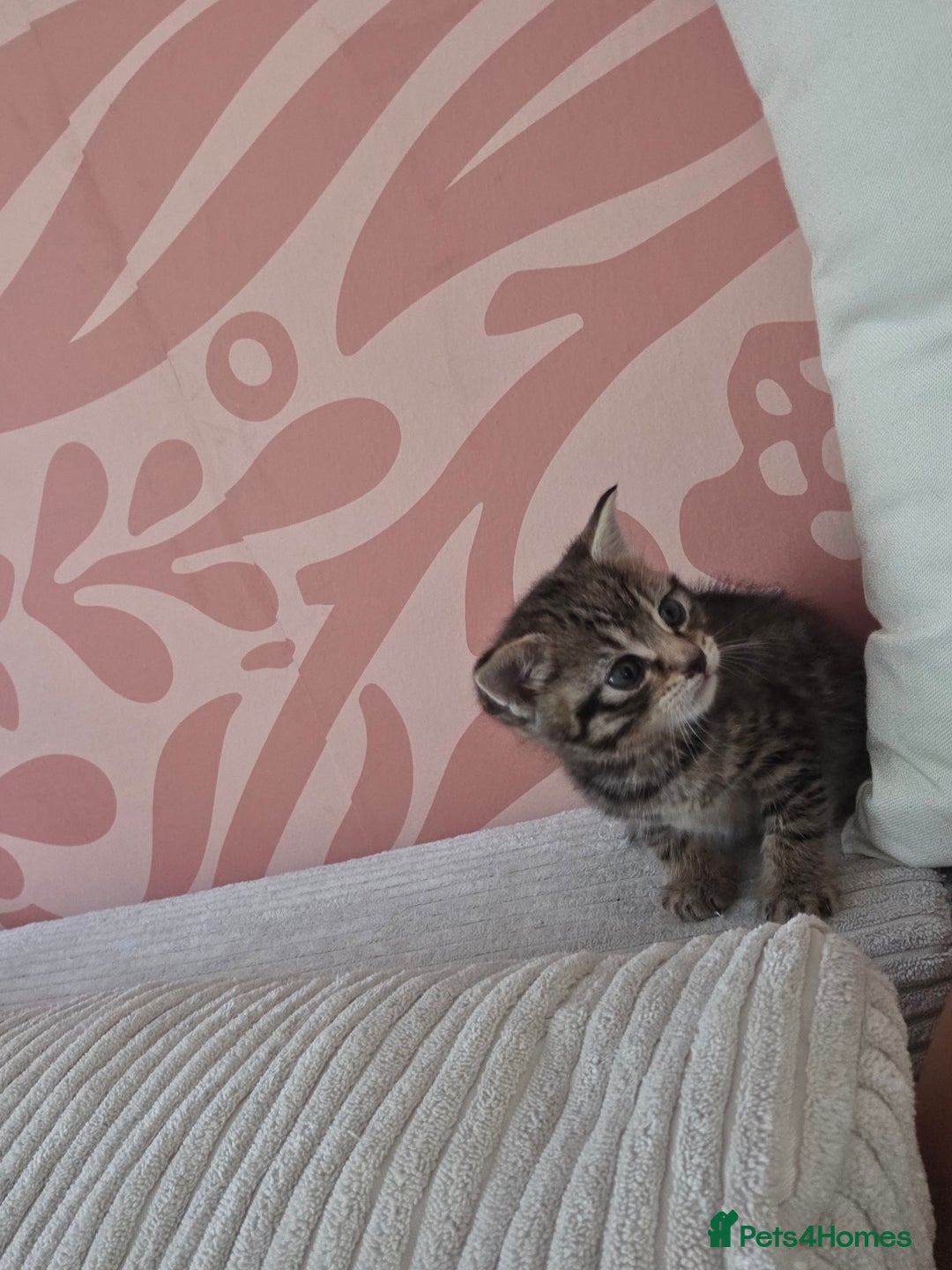 Mixed Breed cats for sale: Mixed kitten - Image 3