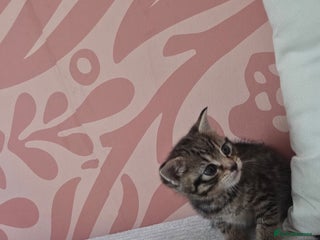 Mixed Breed cats - Advert 17