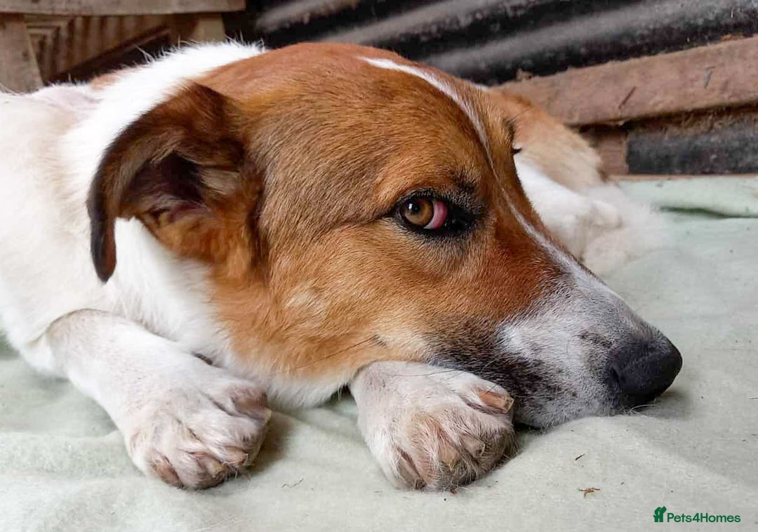Mixed Breed dogs for adoption: MONTY - big, loving floofball! - Image 4