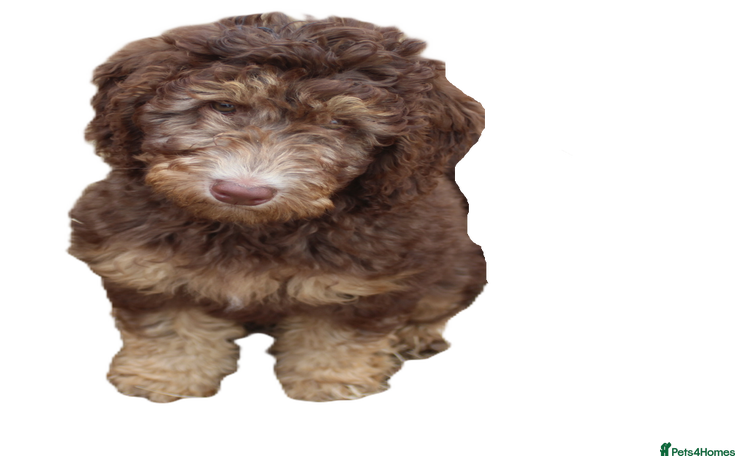 Labradoodle dogs - Advert 1