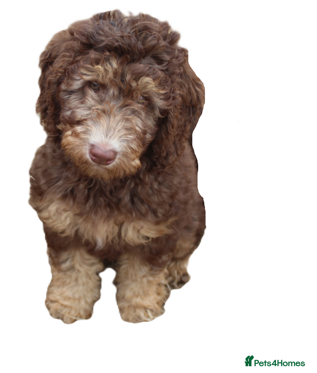 Labradoodle dogs for sale: Outstanding Part Trained Labradoodles F1b - Image 1
