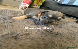 French Bulldog dogs for sale: Beautiful chunky Frenchies - Image 4