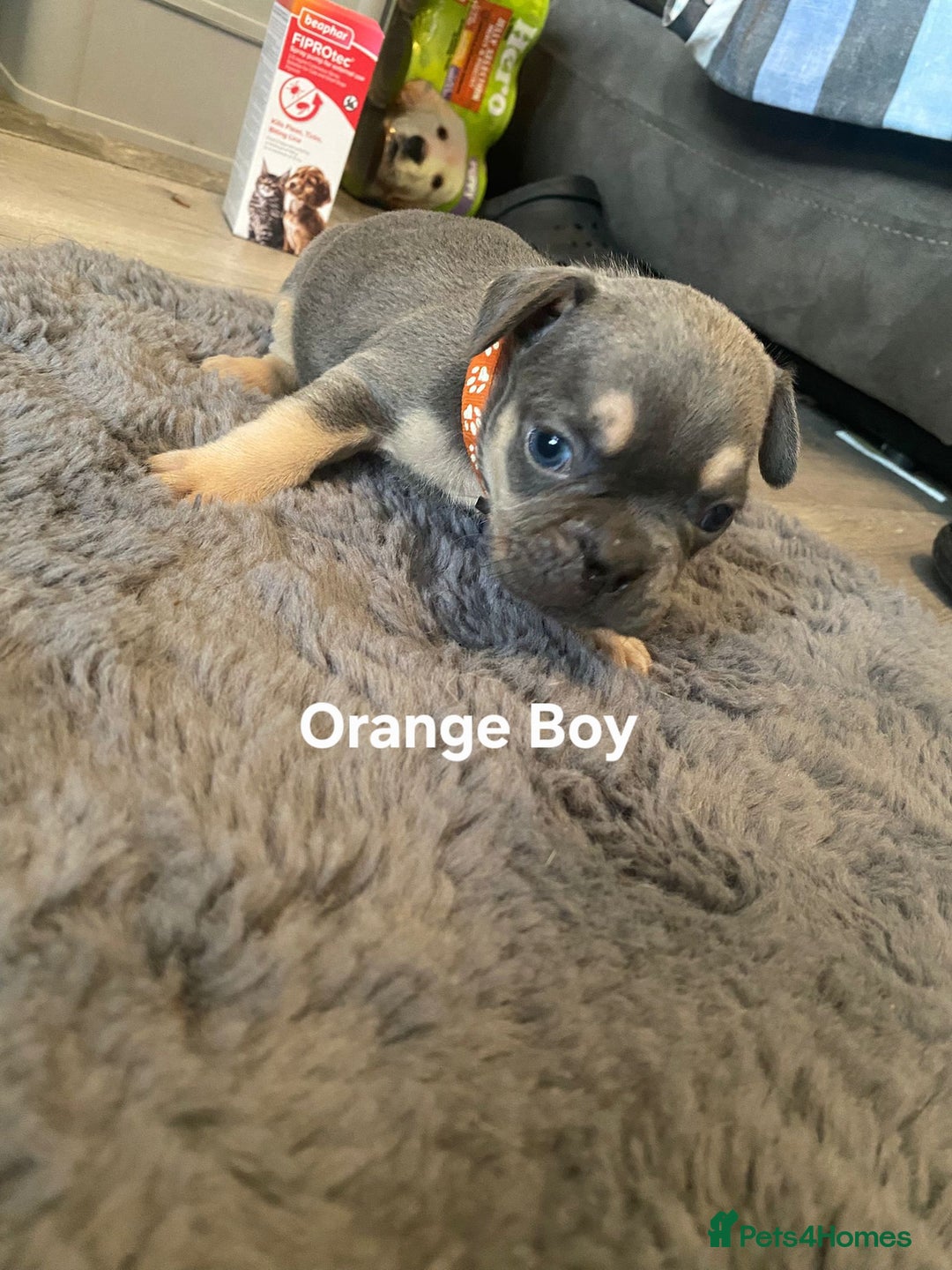 French Bulldog dogs for sale: Beautiful chunky Frenchies - Image 4