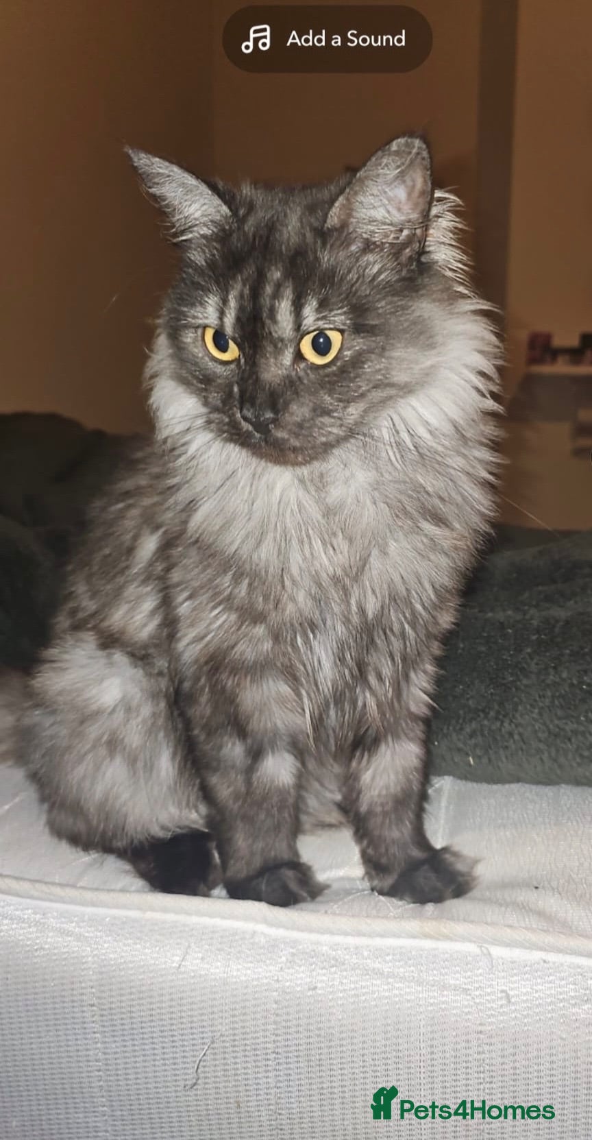 Mixed Breed cats Female cat (neutered) 18 months old  - Advert 1