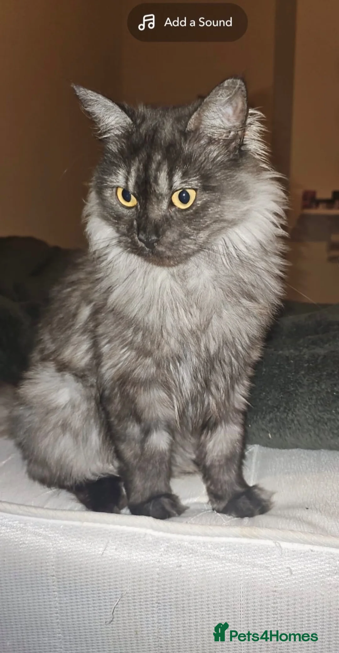 Mixed Breed cats for sale: Female cat (neutered) 18 months old  in Manchester - Advert 1