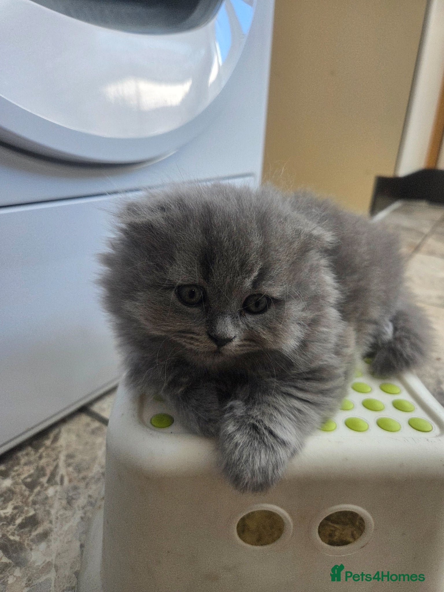 British Shorthair cats for sale: Kittens blue longhair boys and girl in Nottingham - Advert 17
