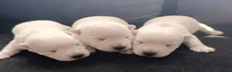West Highland Terrier dogs for sale: RKC west highland white terrier puppies  - Advert 5