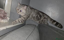 British Shorthair cats for sale: Silver Tabby BSH - Image 7