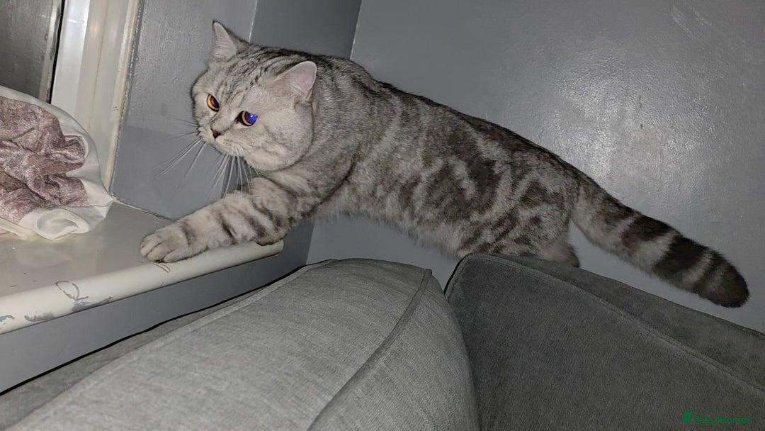 British Shorthair cats for sale: Silver Tabby BSH - Image 7