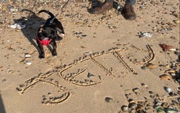 Mixed Breed dogs for sale: Jack Russell X Mixed Breed ‘Jet’ - Image 7