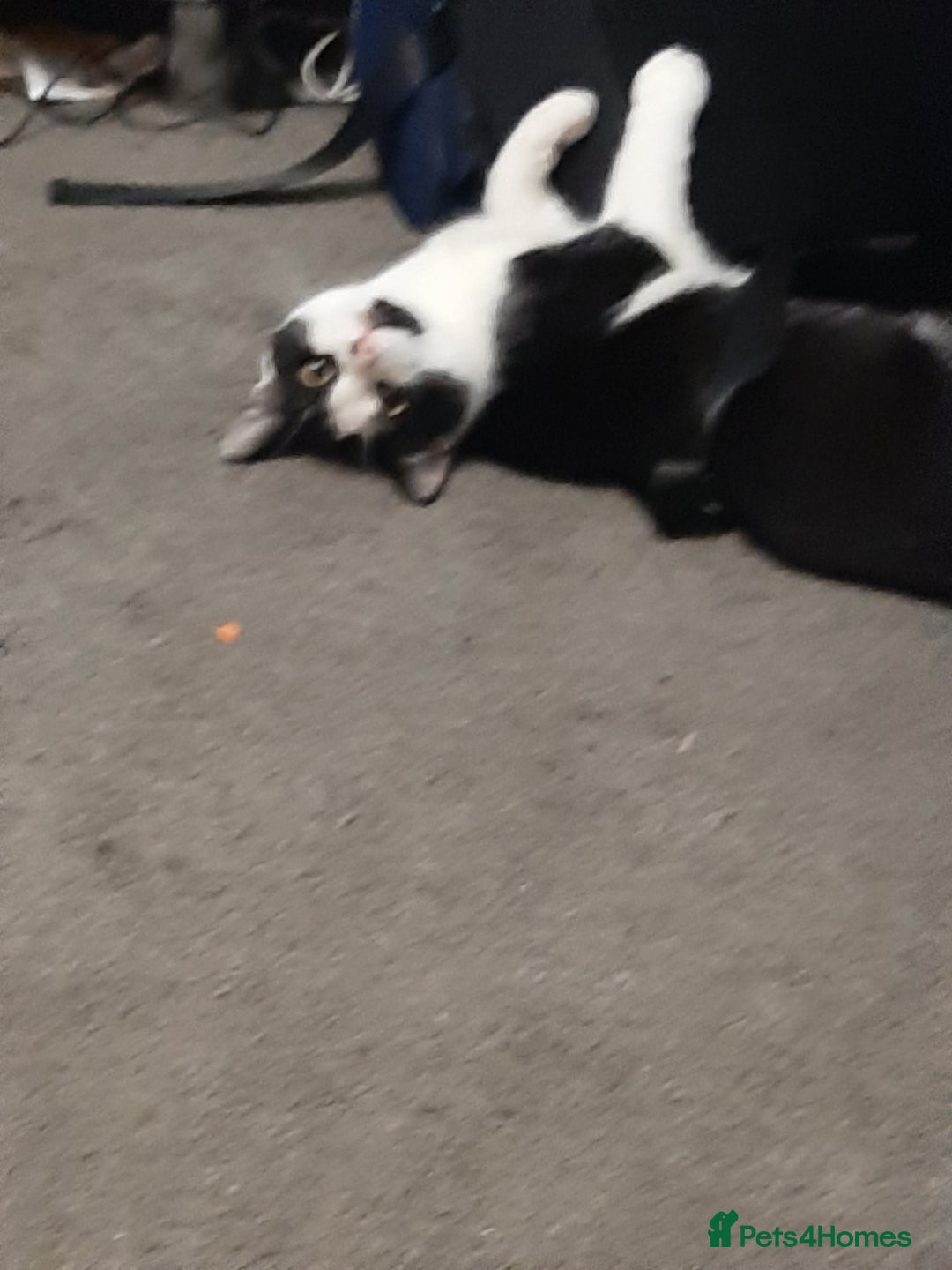 Russian Blue cats for sale: 2 kittens, very playful and loving - Advert 10