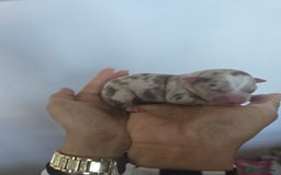 Chihuahua dogs for sale: Cup Chihuahua mini - Image 28