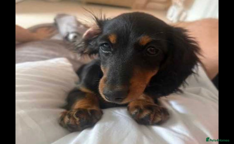 Dachshund dogs - Advert 1
