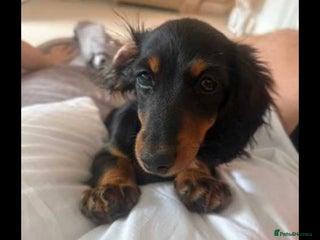 Dachshund dogs - Advert 9