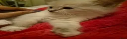 Ragdoll cats for sale: 6x purebred blue, lilac and lynx ragdoll kittens - Advert 14
