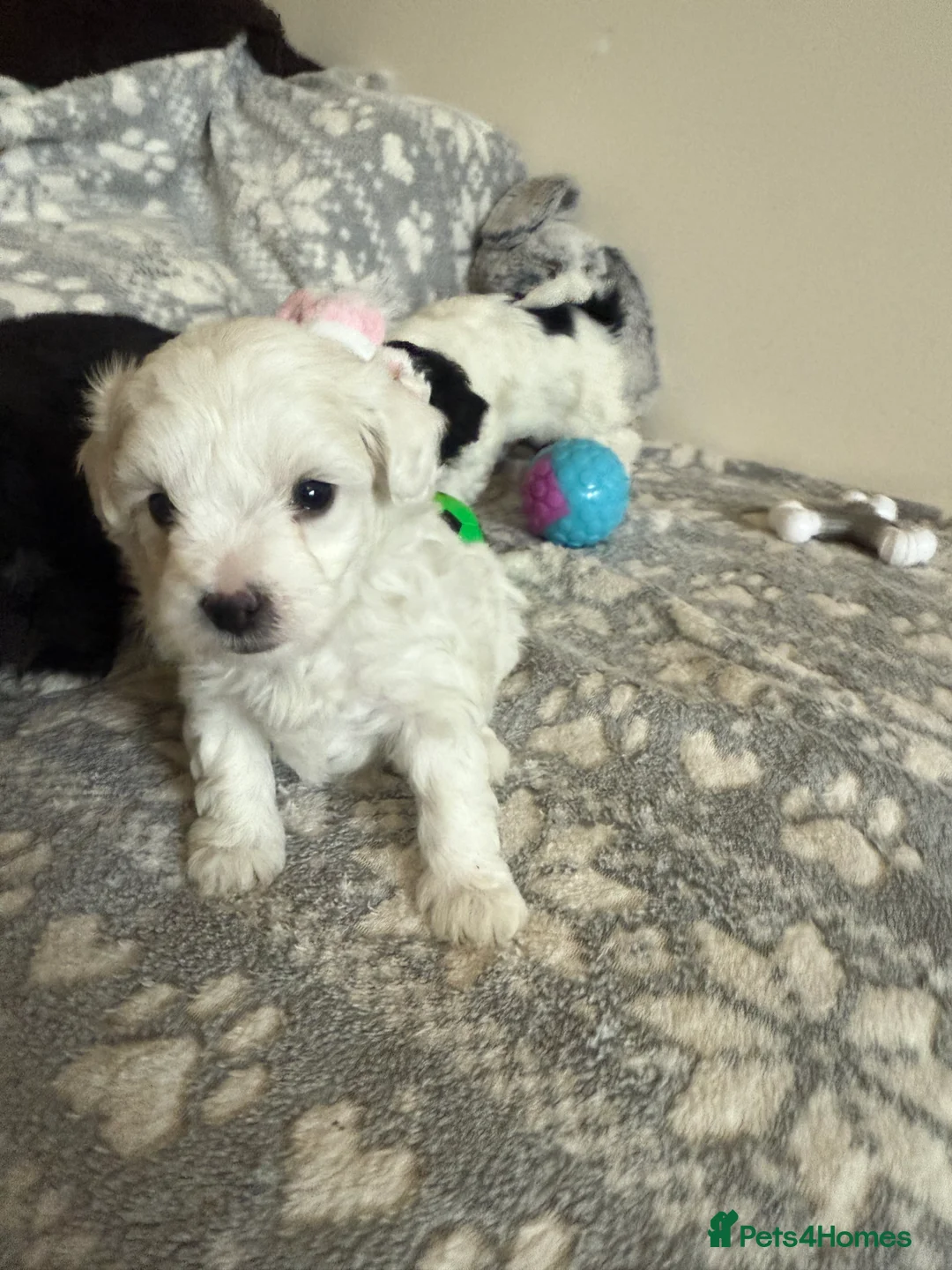 Maltipoo dogs for sale: Exceptional Genuine F1 Maltipoo puppies  - Advert 10