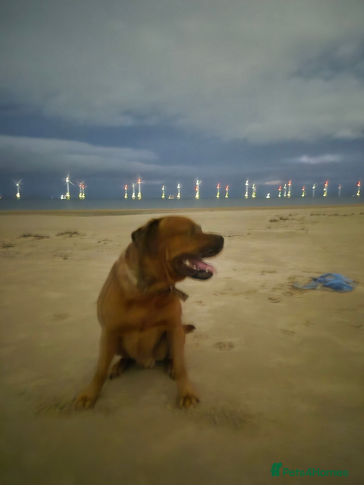 Mixed Breed dogs Kane Dogue De Bordeaux x Rottweiler  - Advert 1