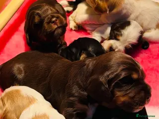 Cocker Spaniel dogs Pedigree Show Cocker Spaniels (Therapy Dog) - Advert 5