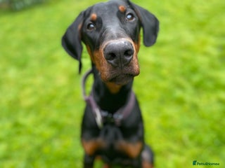 Dobermann dogs *KC REGISTERED* 9MTH MALE DOBERMAN INTACT in Darwen - Advert 6