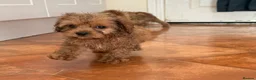 Cavapoo dogs for sale: Tiny Toy Cavapoo Puppies - Advert 6
