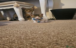 British Shorthair cats for sale: Beautiful Bengal x Calico Kittens - Image 5