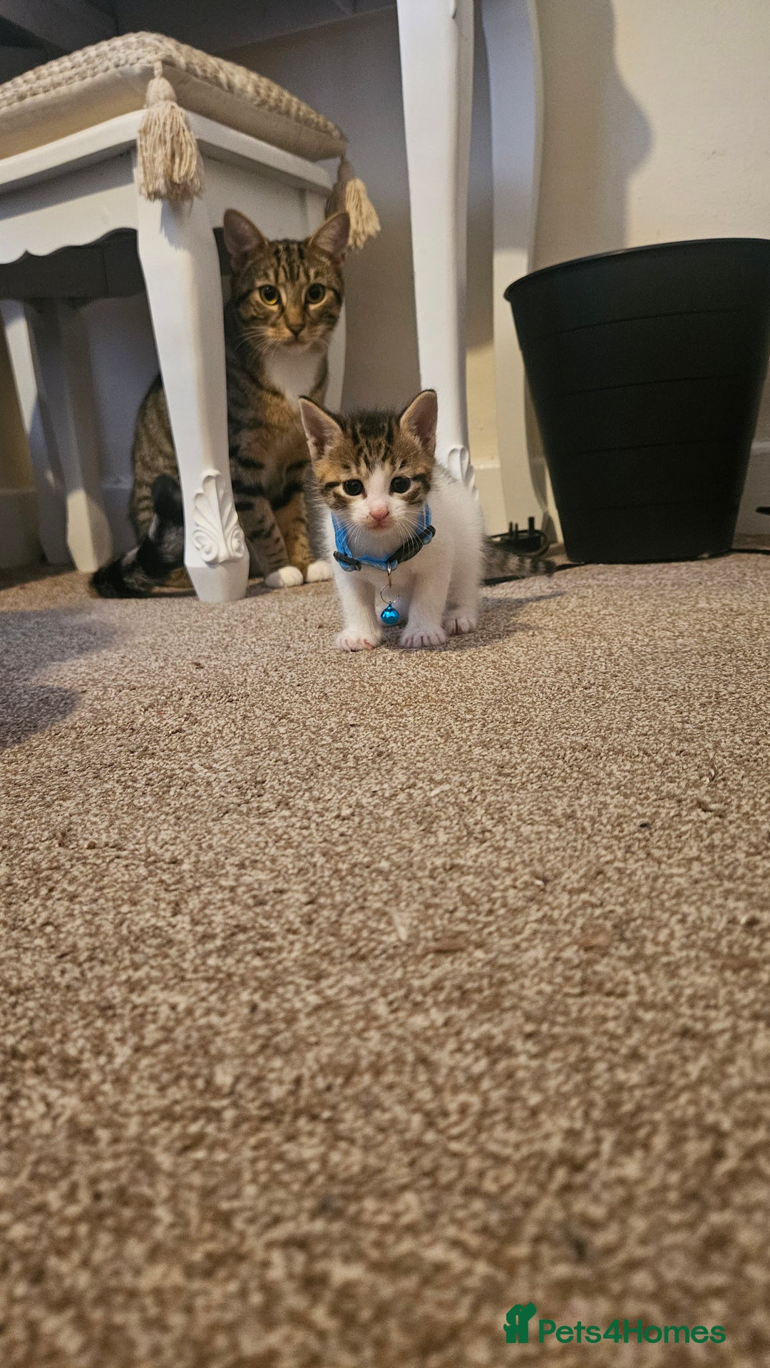 British Shorthair cats for sale: Beautiful Bengal x Calico Kittens - Image 5
