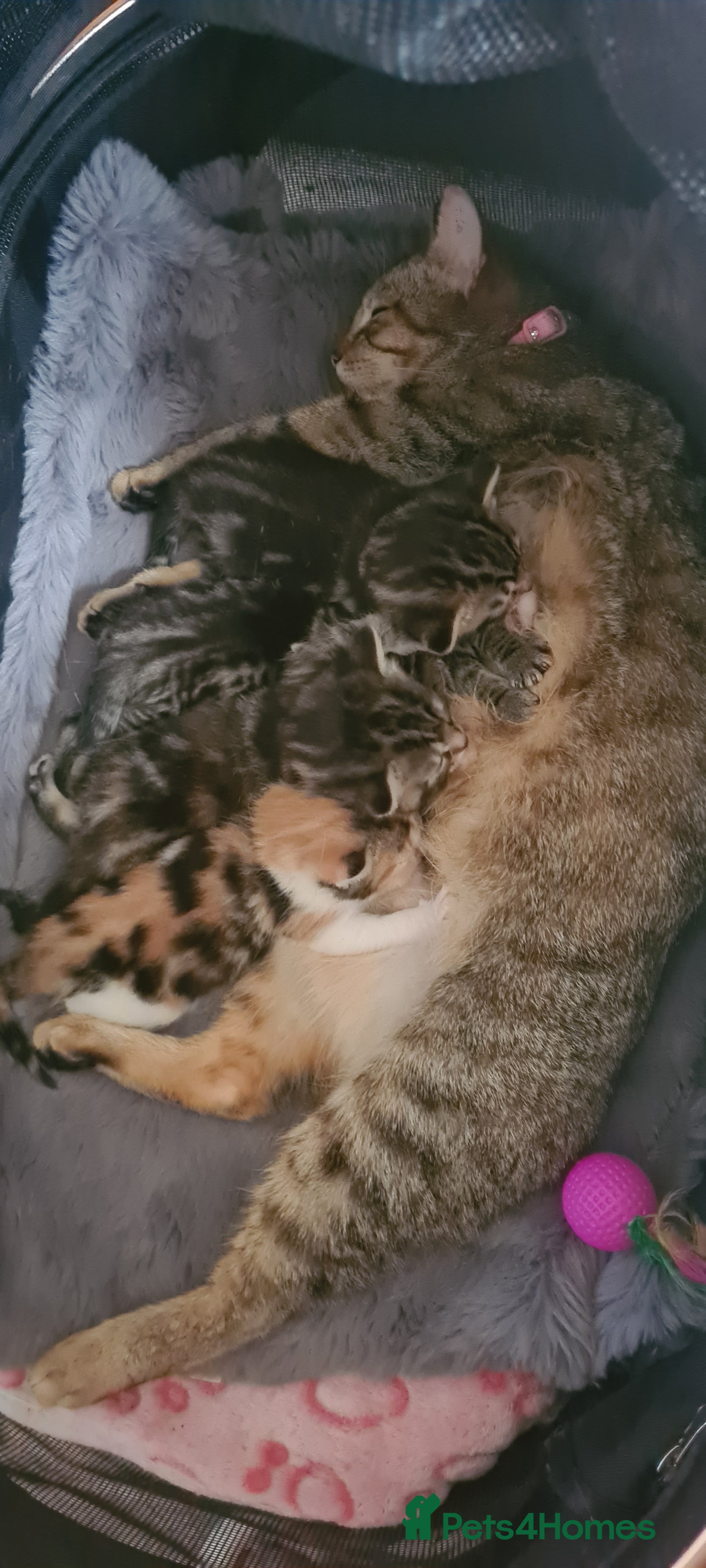 Mixed Breed cats for sale: Adorable Bengal cross kittens - Advert 1