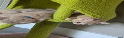 British Shorthair cats for sale: 3 cream male & 1 blue female British shorthairs.  - Advert 10