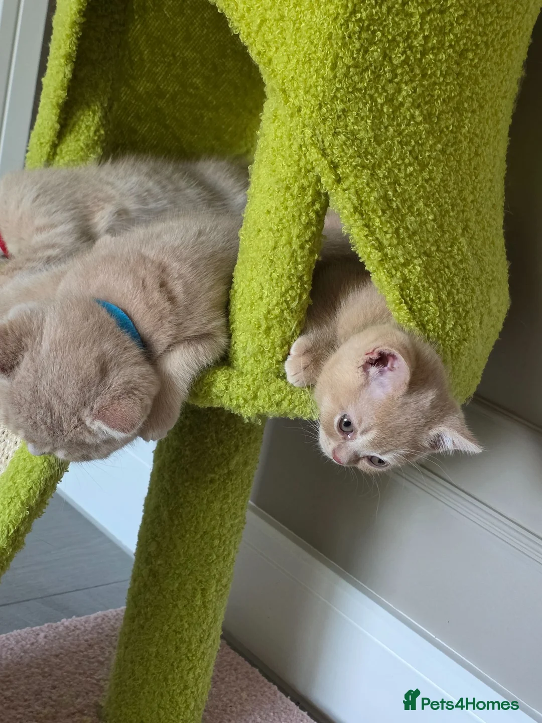 British Shorthair cats for sale: Two male full BSH creamy/lilac with tangerine eyes - Advert 2