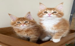 Maine Coon cats for sale: GCCF pedigree female Maine Coon kitten - Image 4