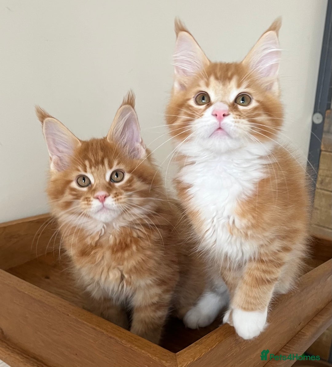 Maine Coon cats for sale: GCCF pedigree female Maine Coon kitten - Image 4