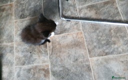 Mixed Breed cats for sale: Kittens for sale  - Image 1