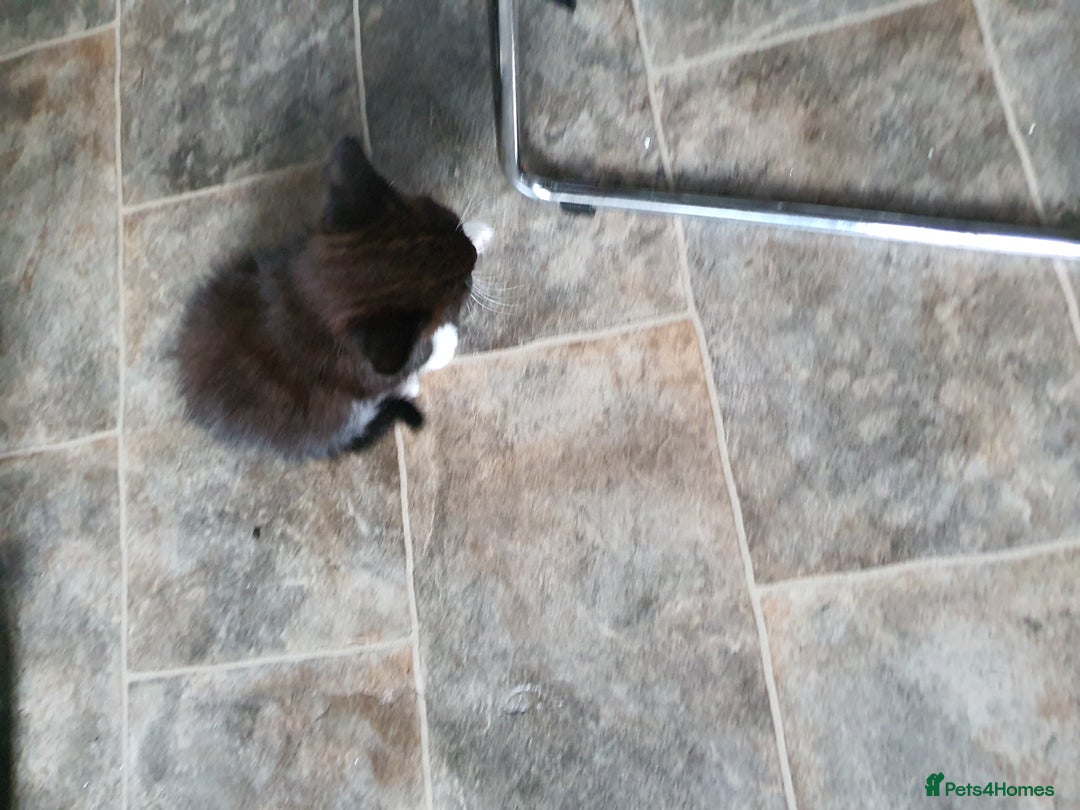 Mixed Breed cats for sale: Kittens for sale  - Image 1