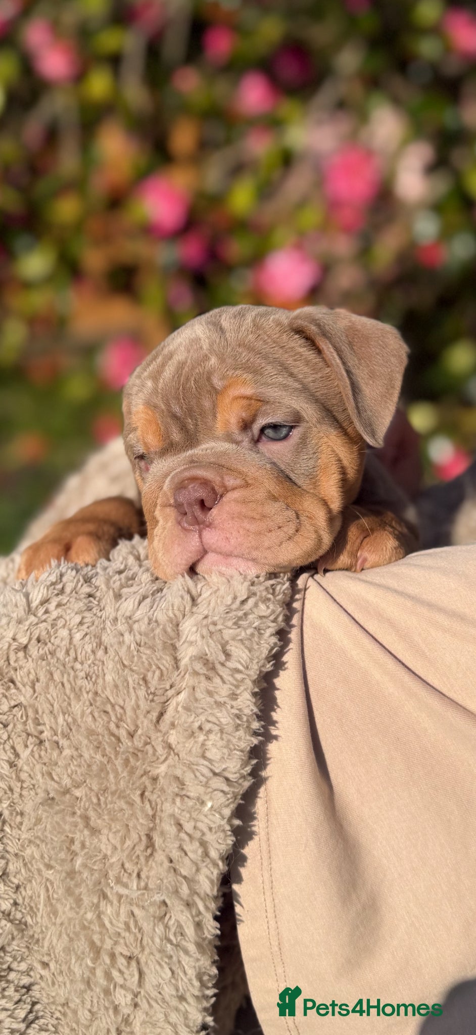 English Bulldog dogs English Bulldog Puppies 💙🩷 - Advert 11