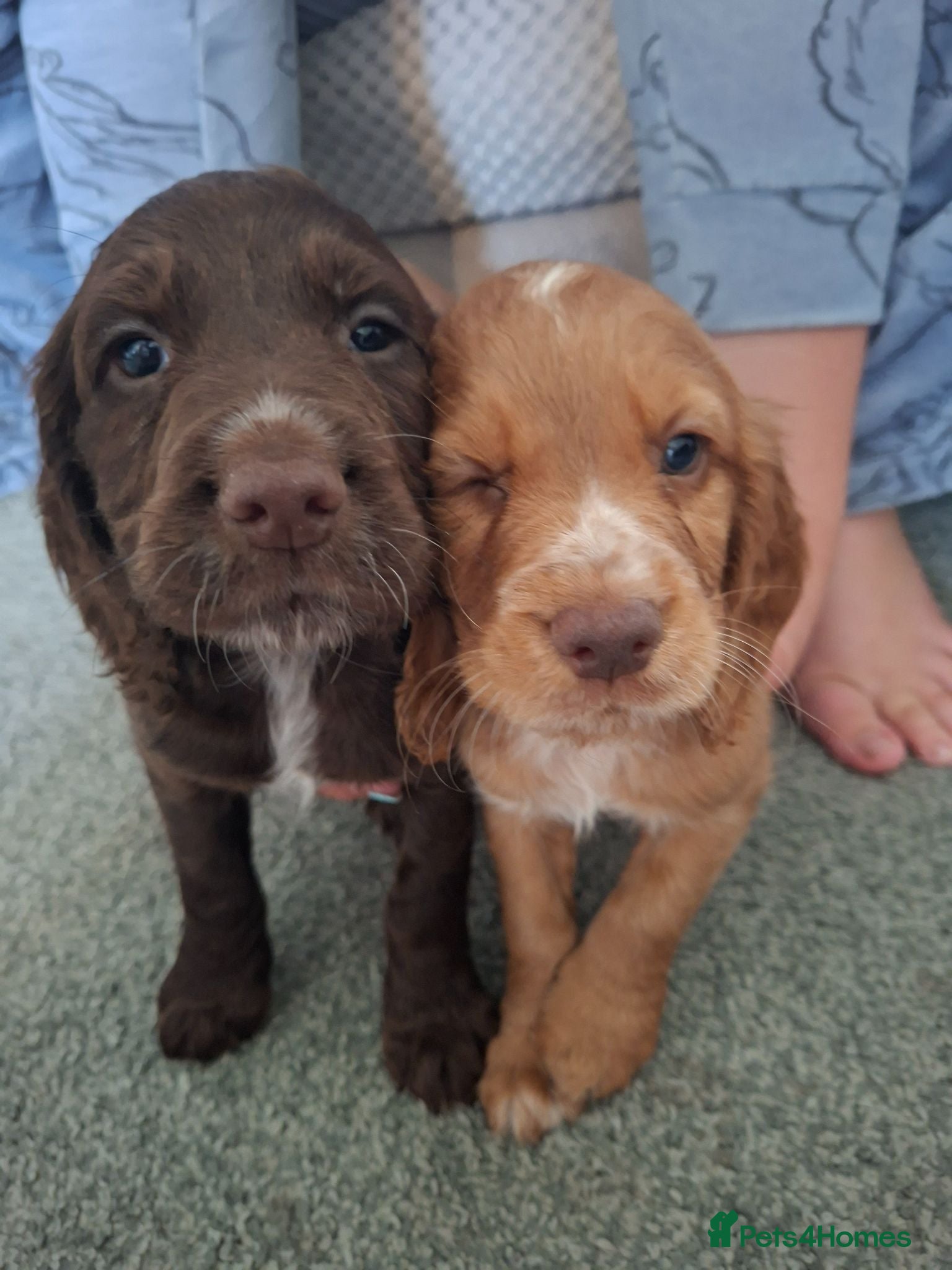 Cocker Spaniel dogs Cocker spaniel puppies  - Advert 14