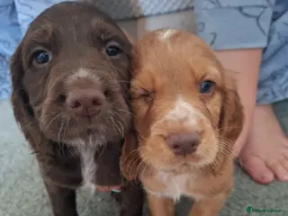 Cocker Spaniel dogs Cocker spaniel puppies - Advert 14