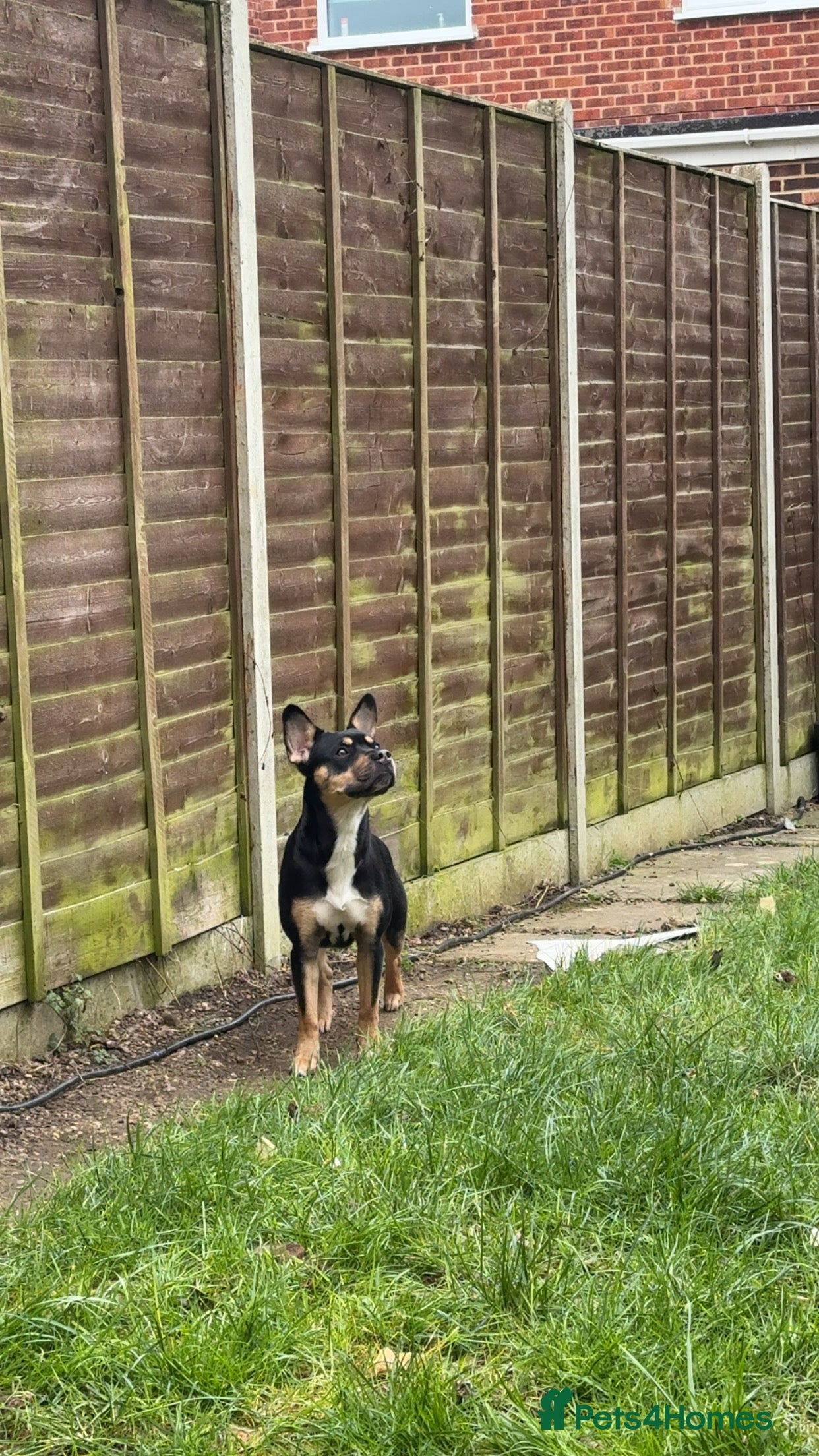 Mixed Breed dogs Mother and son  - Advert 11