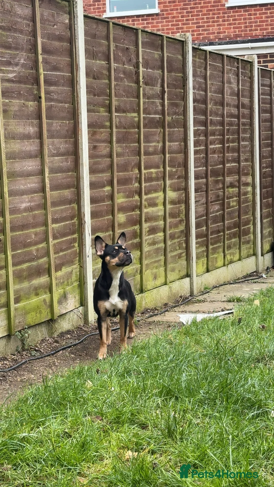 Mixed Breed dogs for sale: Mother and son  - Advert 1