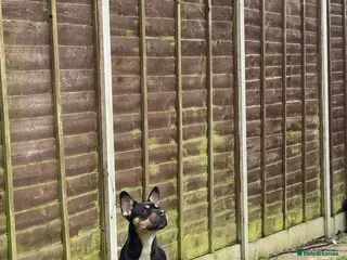 Mixed Breed dogs Mother and son - Advert 11