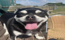 Chug dogs for sale: LOVING FAMILY DOG  - Image 2