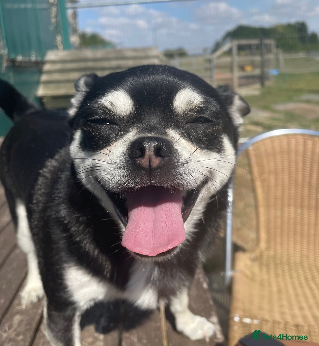 Chug dogs for sale: LOVING FAMILY DOG  - Image 2