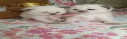 Ragdoll cats for sale: 💖 Two Gorgeous Ragdoll girls for sale 💖 - Advert 10