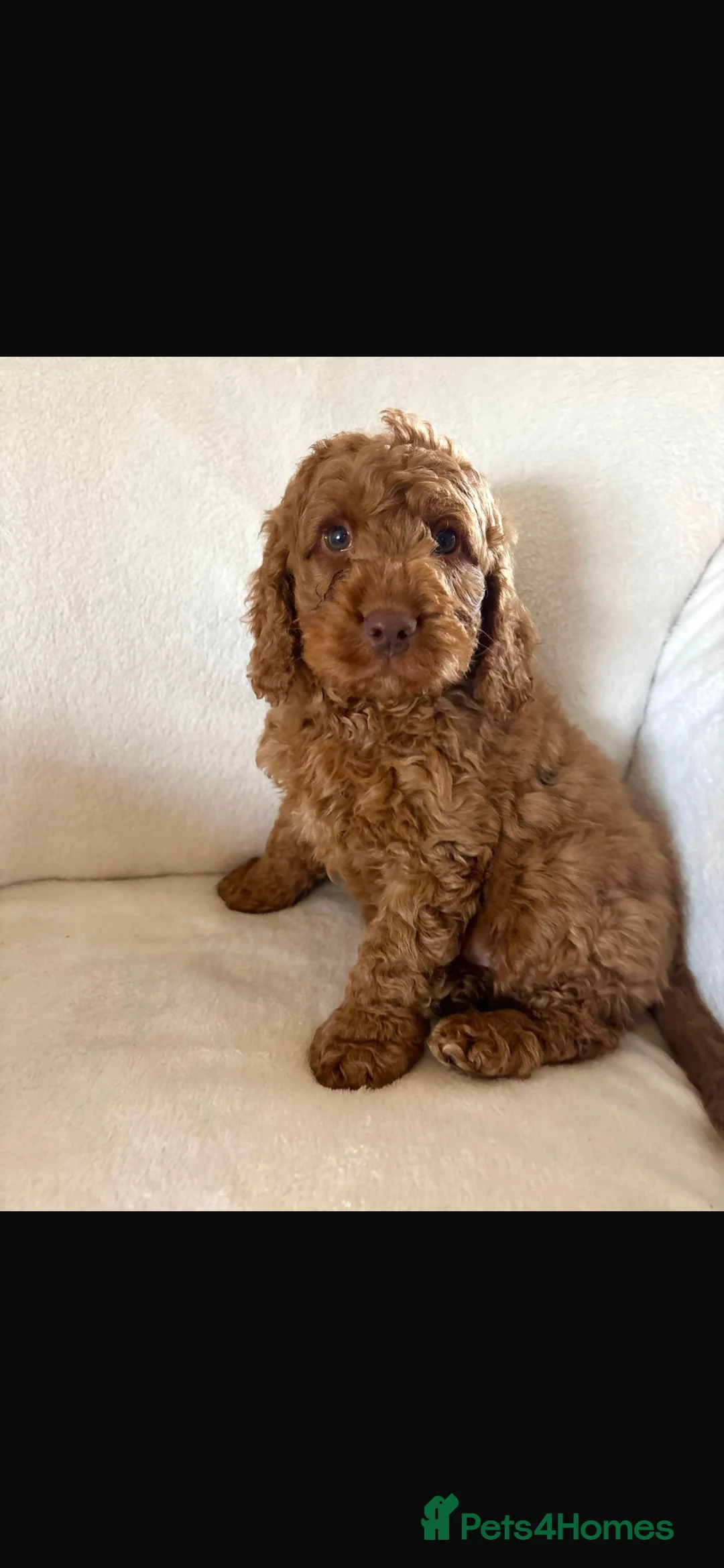 Cockapoo dogs for sale: Exceptional F1B - Advert 2